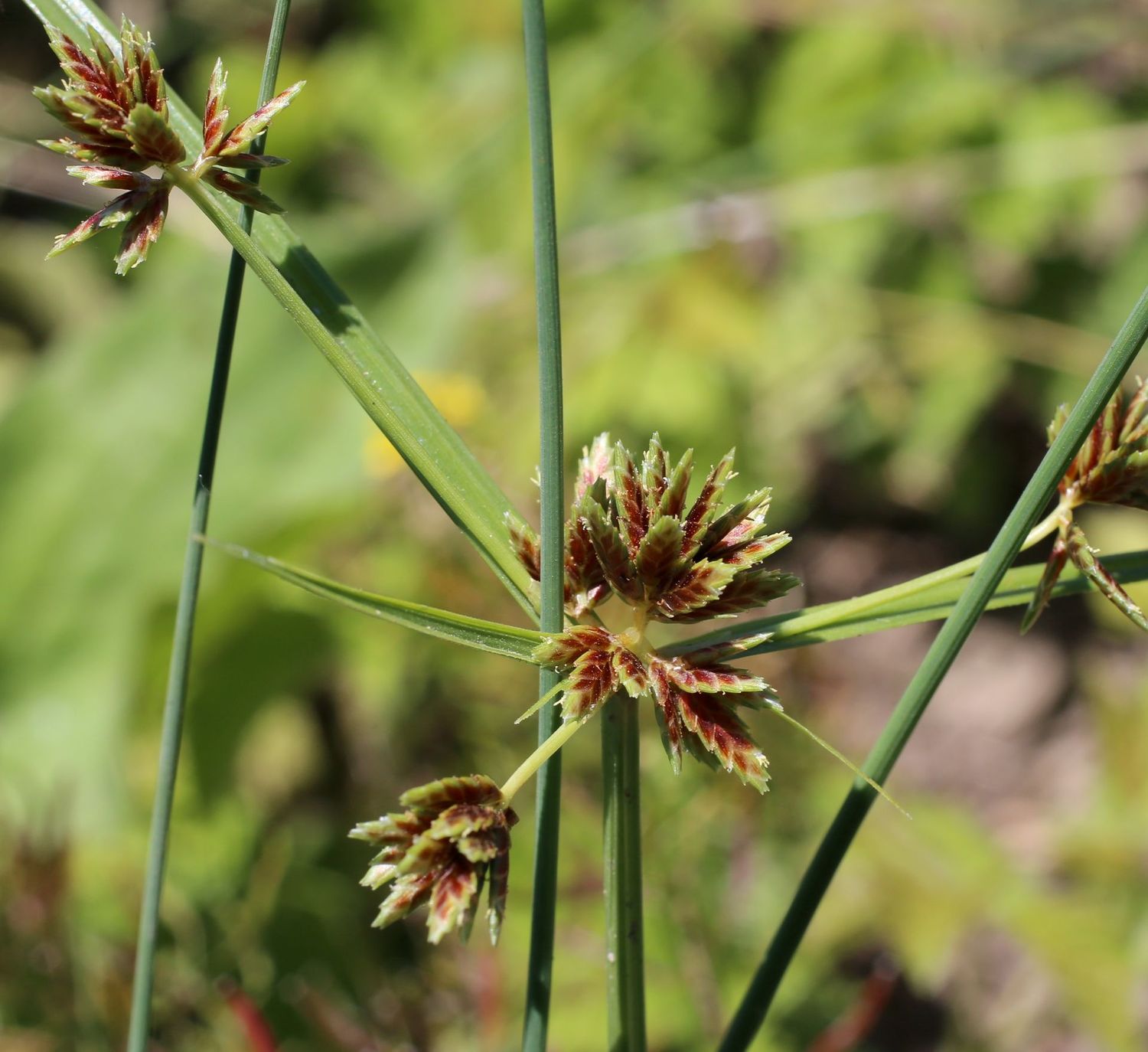 Cyperus glaber