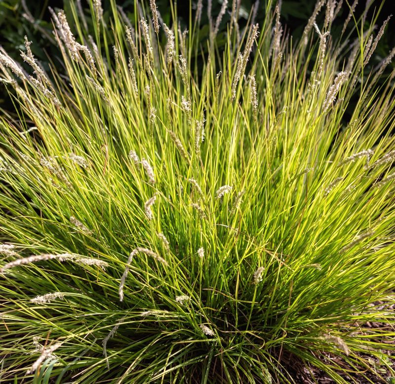 Sesleria autumnalis