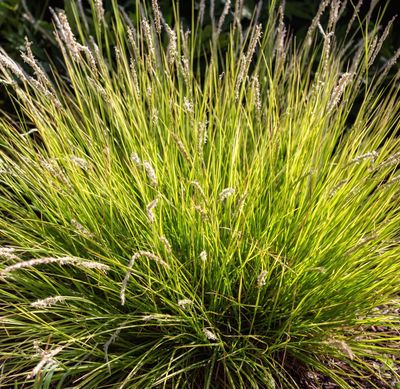 Sesleria autumnalis