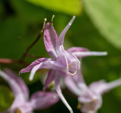 Epimedium 'Akebona'