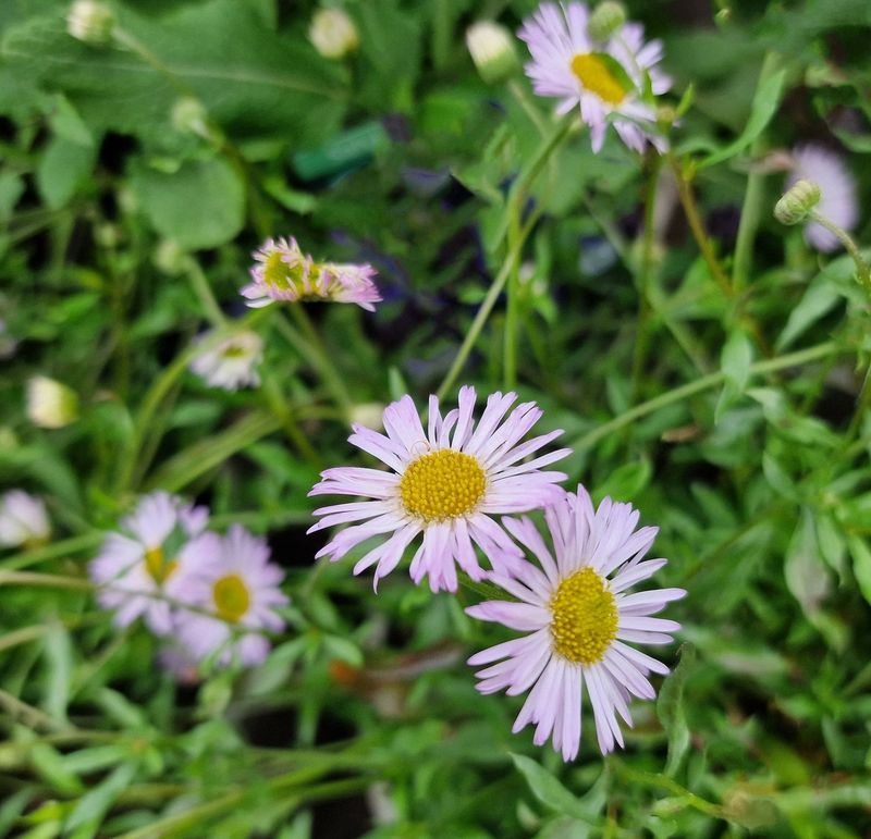 Erigeron karvinskianus 'Lavender Lady'