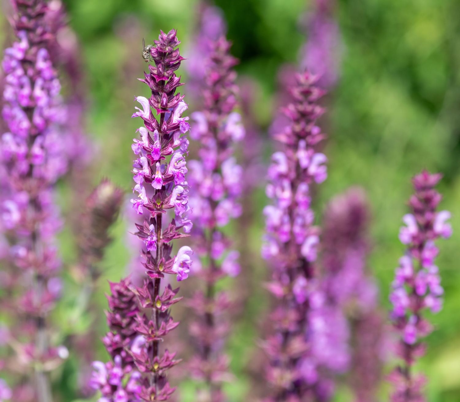 Salvia x superba 'Rose Queen'