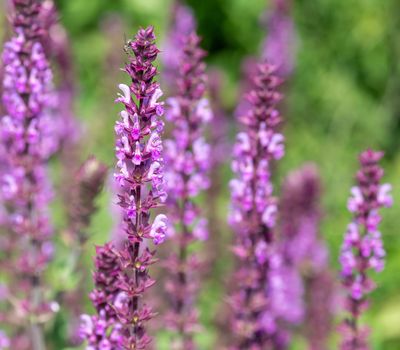 Salvia x superba 'Rose Queen'