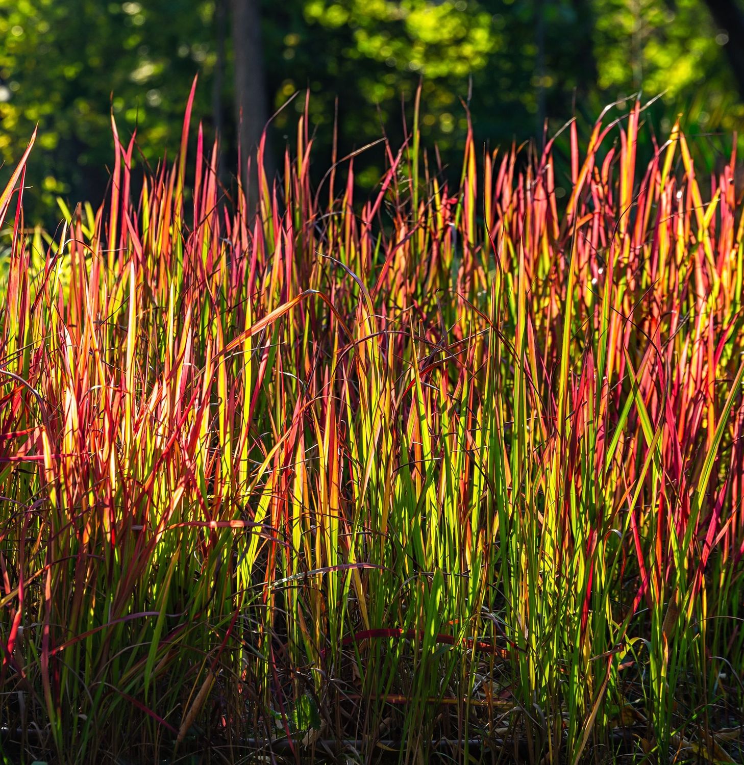 Imperata rubra 'Red Baron'