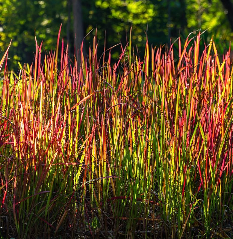 Imperata rubra 'Red Baron'