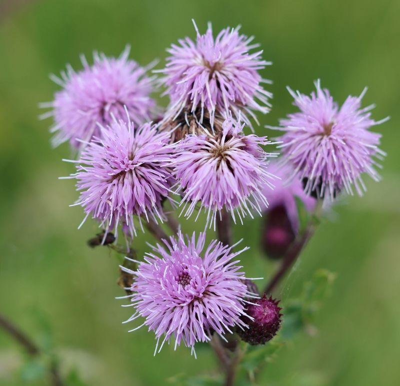 Cirsium japonicum 'Pink Beauty'