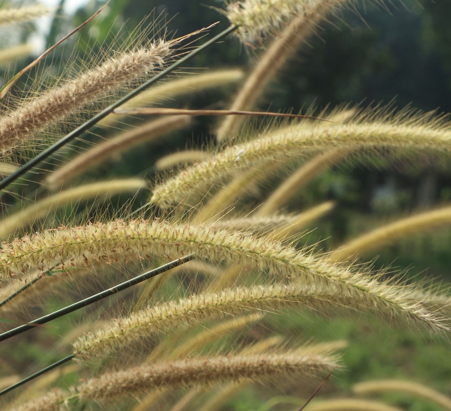 Pennisetum orientale