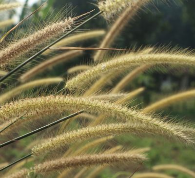 Pennisetum orientale