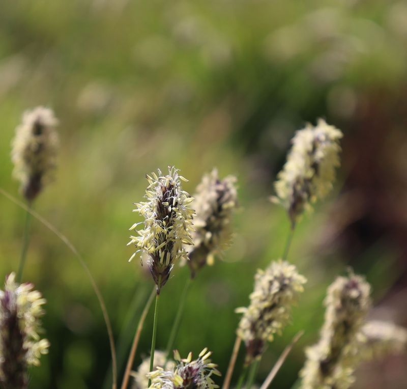 Sesleria argentea Sesleria argentea