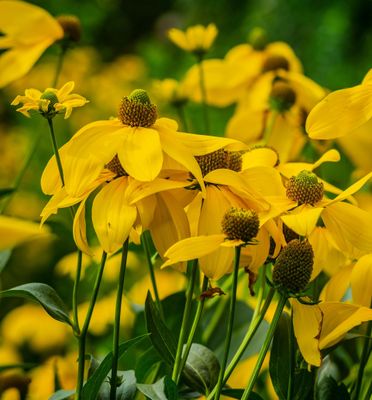 Rudbeckia Laciniata 'Juligold'