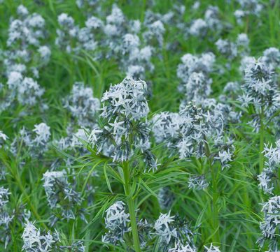 Amsonia hubrichtii Amsonia hubrichtii