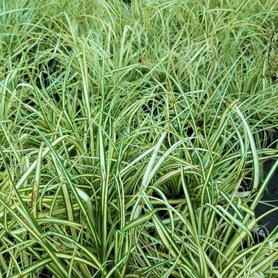 Carex 'Evergold' Carex 'Evergold'
