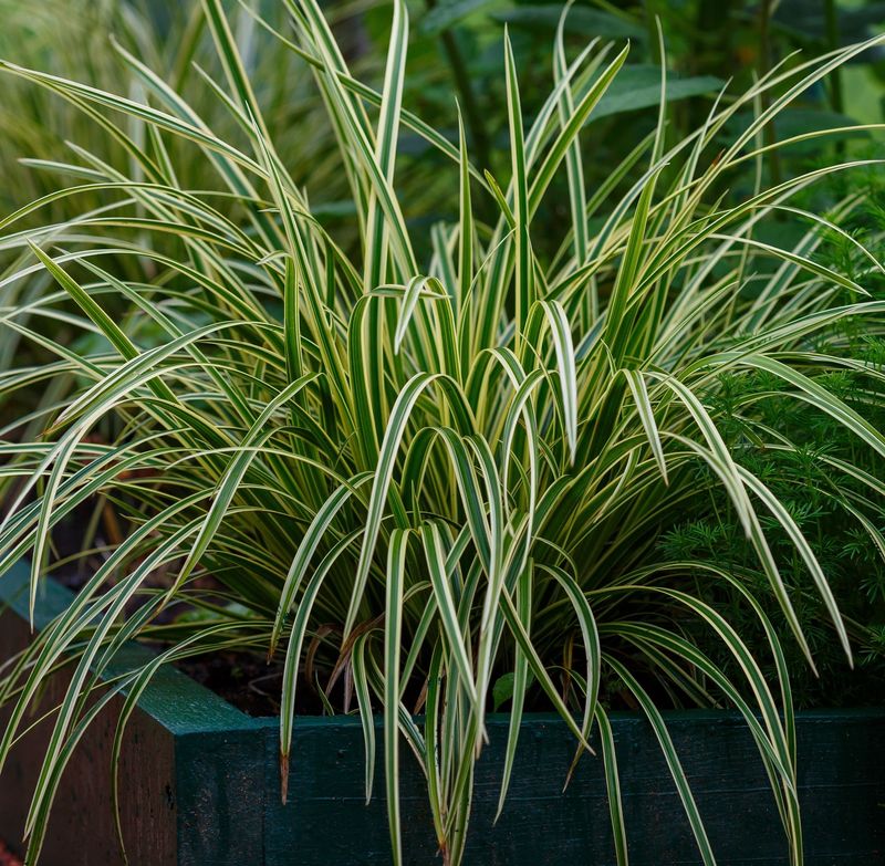 Carex 'Silver Sceptre' Carex 'Silver Sceptre'