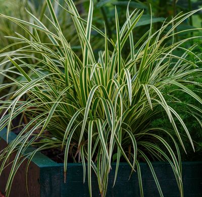 Carex 'Silver Sceptre' Carex 'Silver Sceptre'