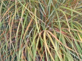 Anemanthele lessoniana Anemanthele lessoniana