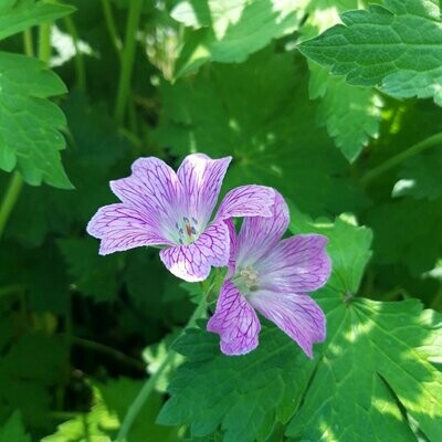 Geranium x oxonianum 'Wargrave Pink'