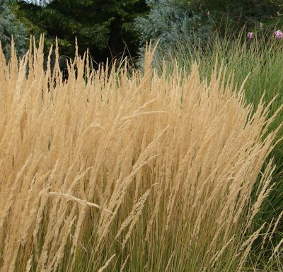 Calamagrostis x acutiflora 'Karl Foerster'