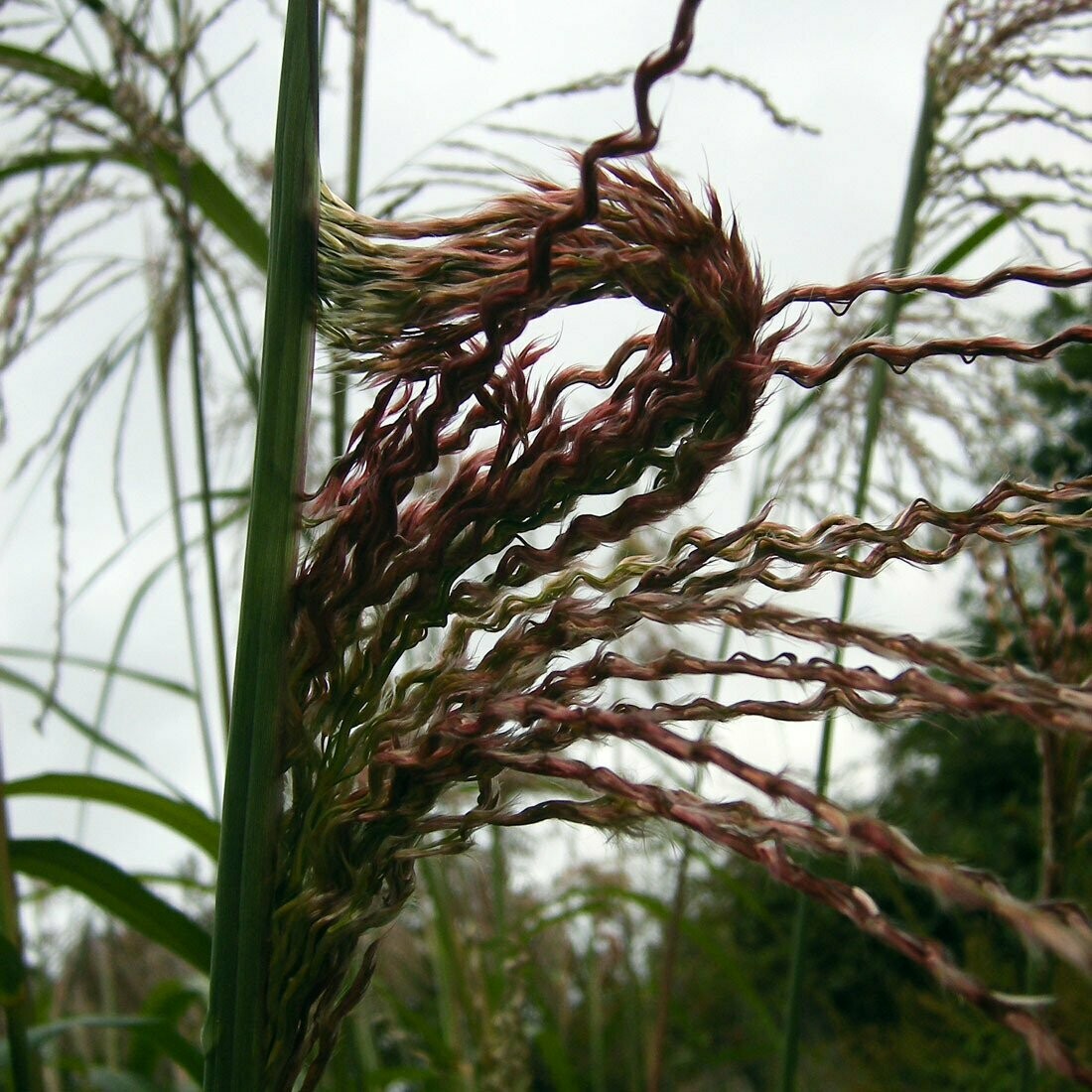 Miscanthus sinensis 'Malepartus'
