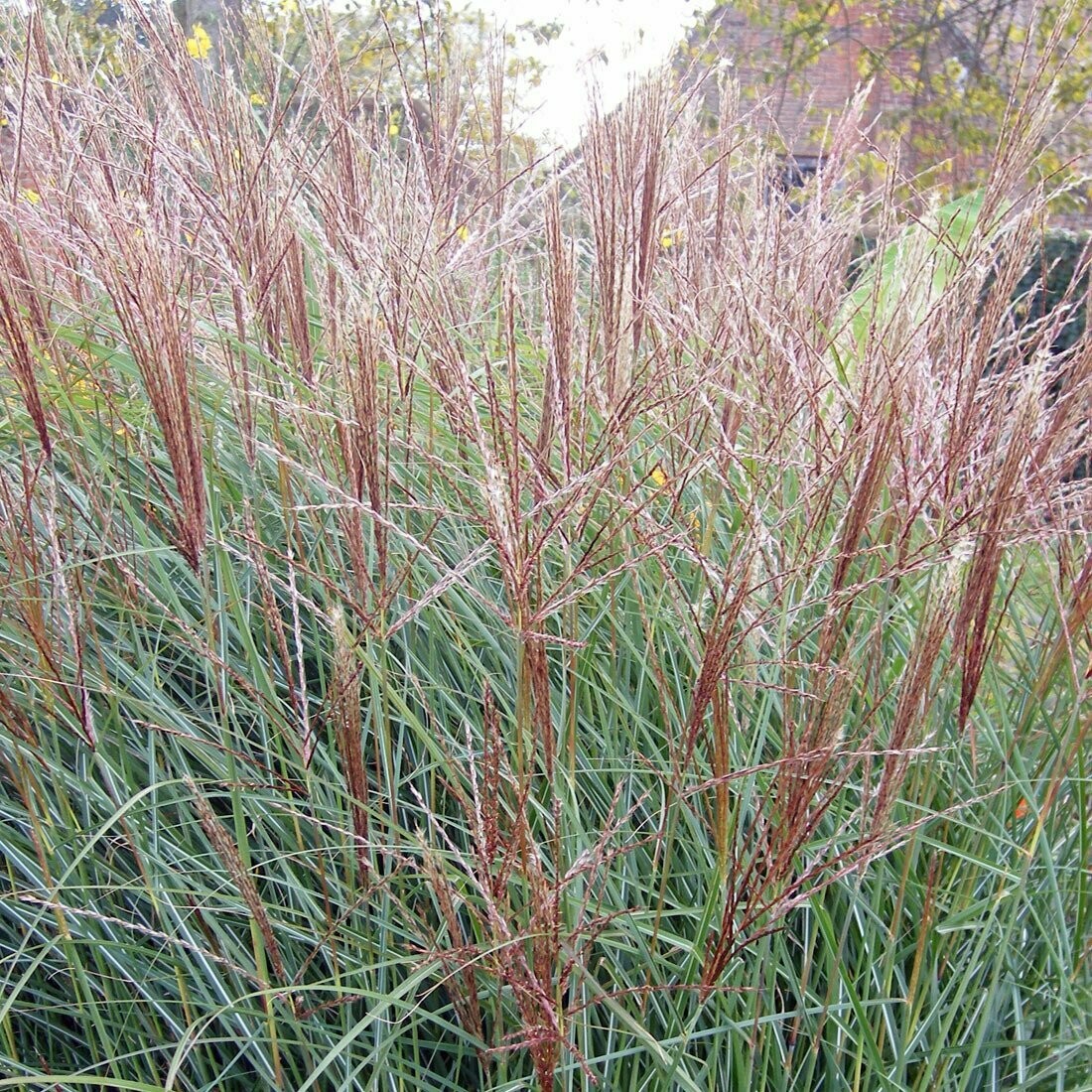 Miscanthus sinensis 'Kleine Silberspinne'