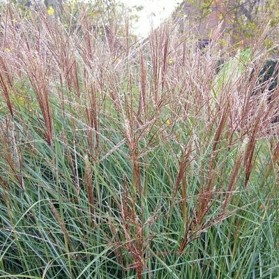 Miscanthus sinensis 'Kleine Silberspinne'