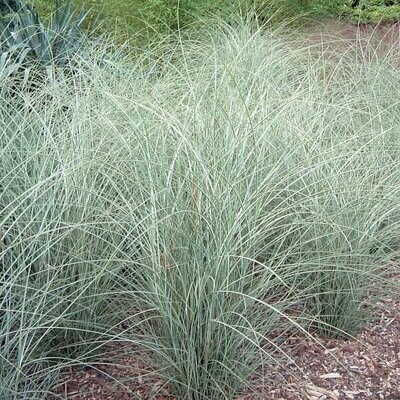 Miscanthus sinensis 'Morning Light'