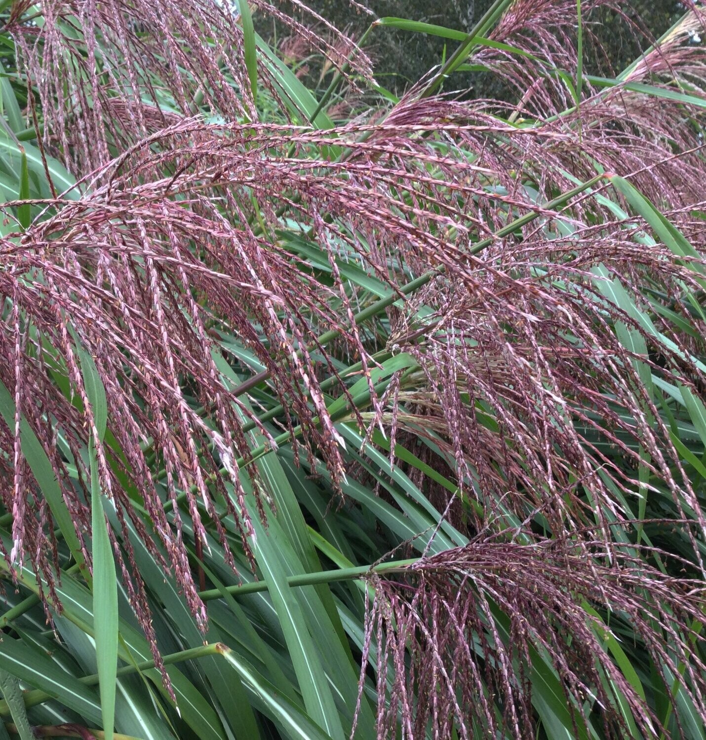 Miscanthus 'Ferne Oster'