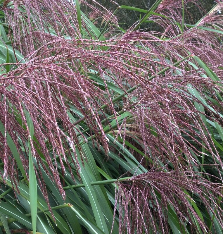 Miscanthus 'Ferne Oster'