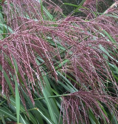 Miscanthus 'Ferne Oster'