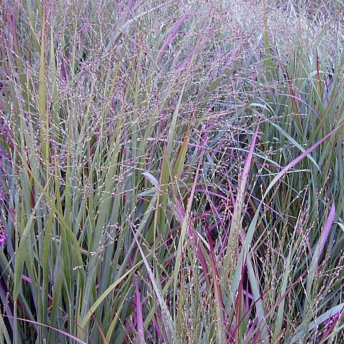 Panicum 'Prairie Sky' Panicum 'Prairie Sky'