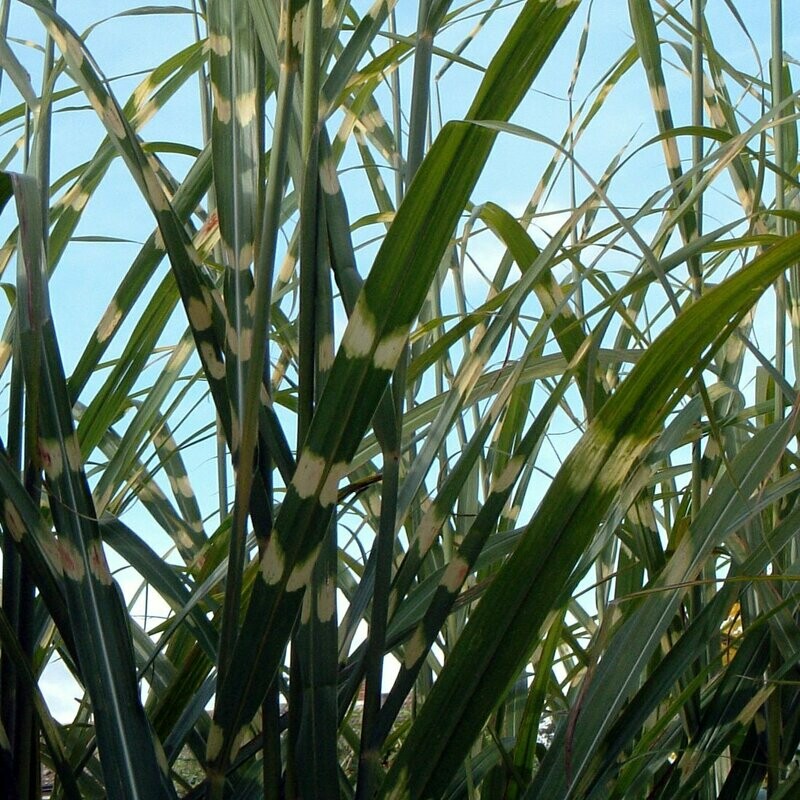 Miscanthus sinensis 'Zebrinus'