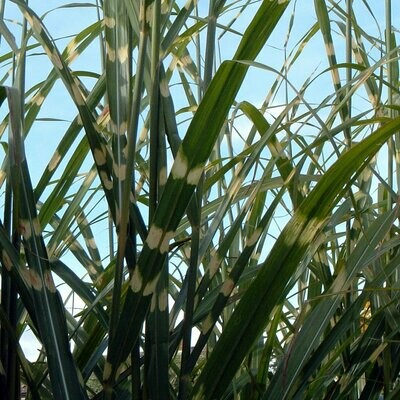 Miscanthus sinensis 'Zebrinus'