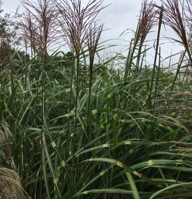 Miscanthus Sinensis Zebrinus Foliage Foto de archivo - Imagen de