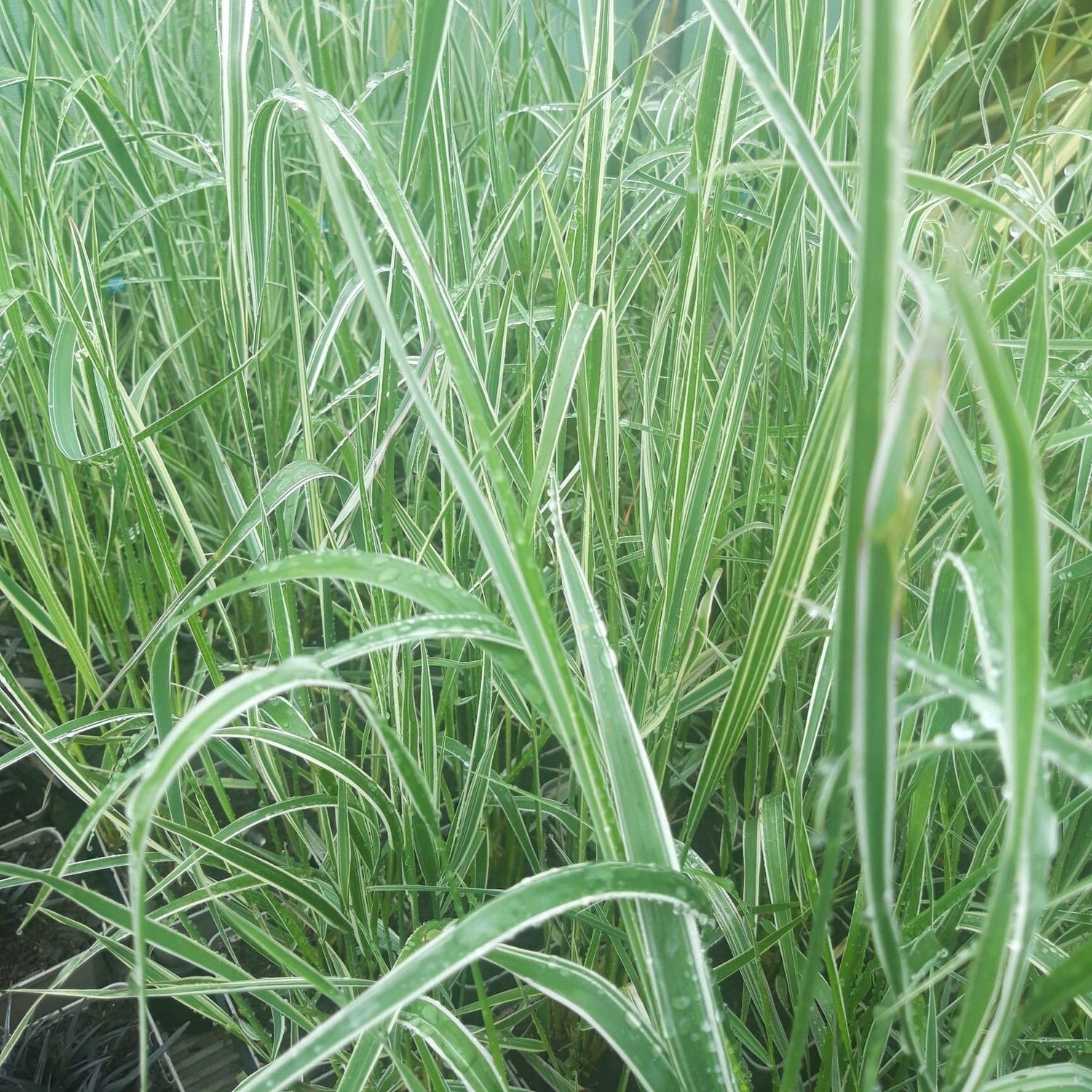 Calamagrostis x acutiflora ' Overdam' Calamagrostis x acutiflora ' Overdam'