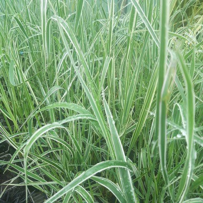 Calamagrostis x acutiflora ' Overdam' Calamagrostis x acutiflora ' Overdam'