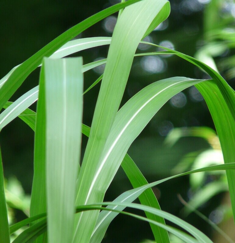Miscanthus sinensis 'Saccharaflorus'