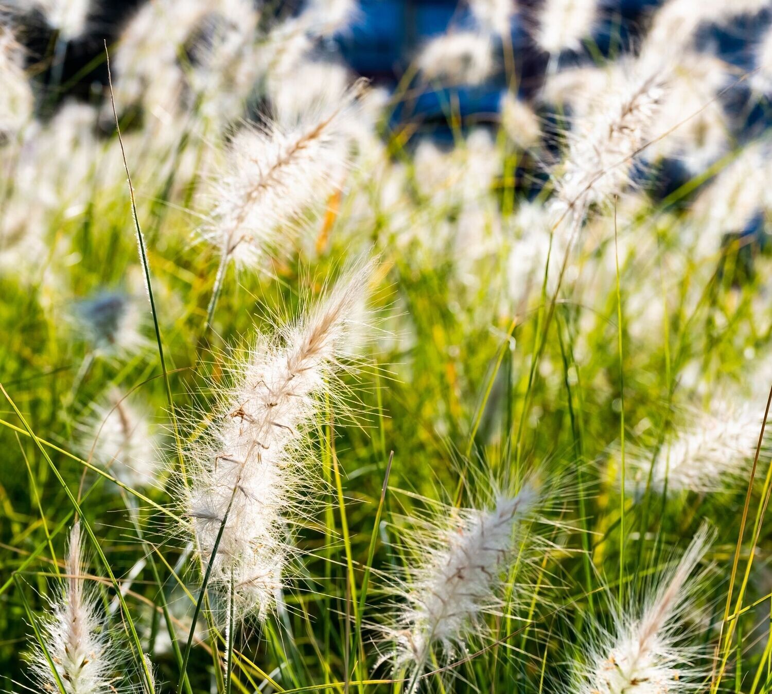 Pennisetum villosum Pennisetum villosum