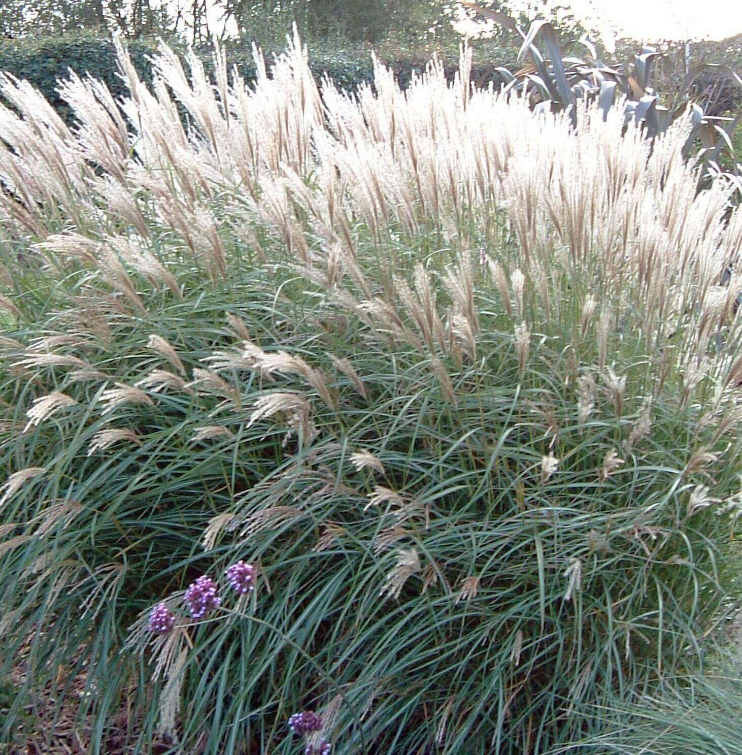 Miscanthus sinensis 'Yakushima Dwarf'