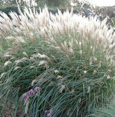 Miscanthus sinensis 'Yakushima Dwarf'