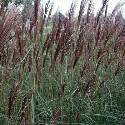 Miscanthus sinensis 'China'