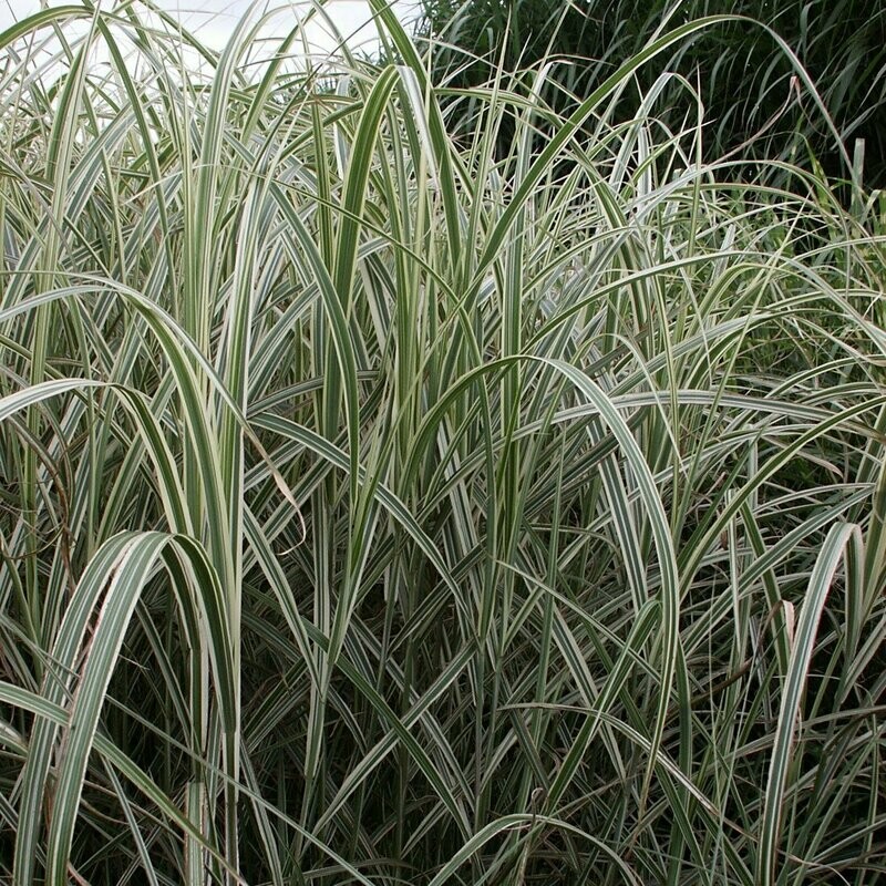 Miscanthus sinensis 'Variegatus'