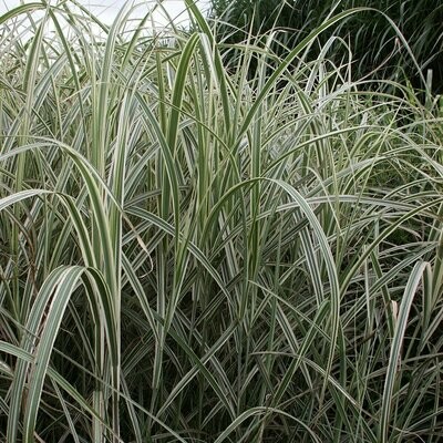Miscanthus sinensis 'Variegatus'
