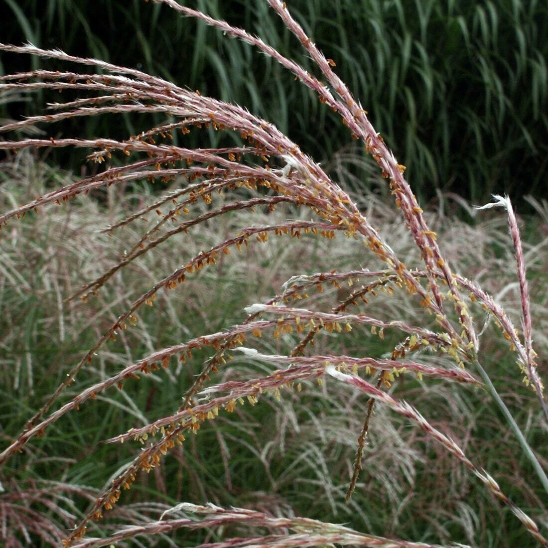 Miscanthus sinensis 'Purpurescens' Miscanthus sinensis 'Purpurescens'