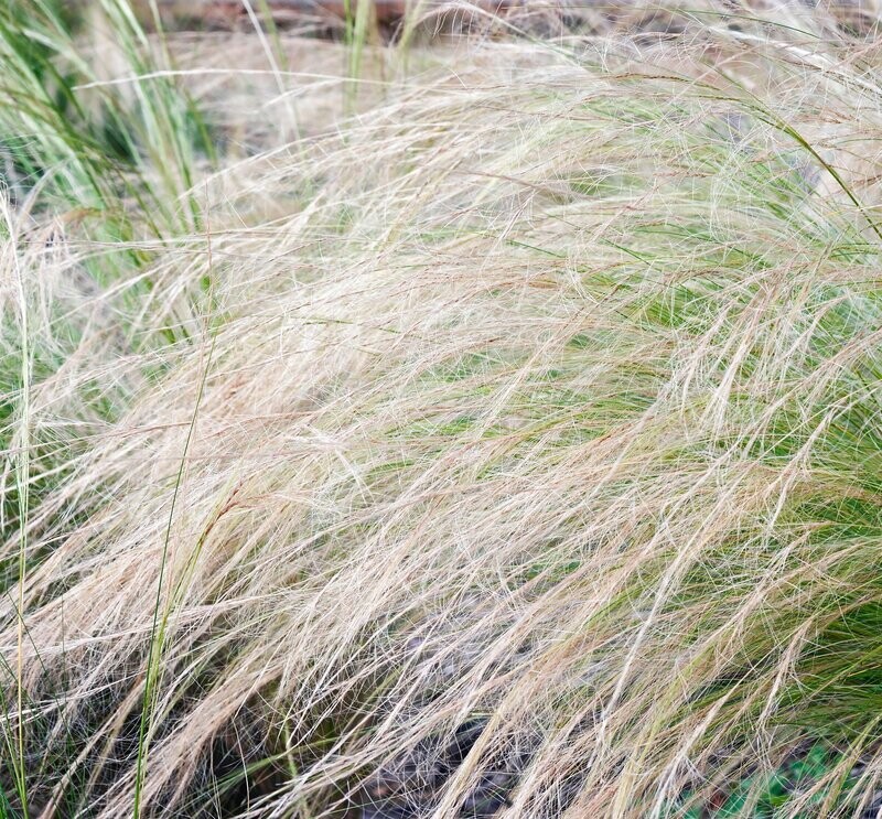 Stipa Tenuissima 'Ponytails' Stipa Tenuissima 'Ponytails'