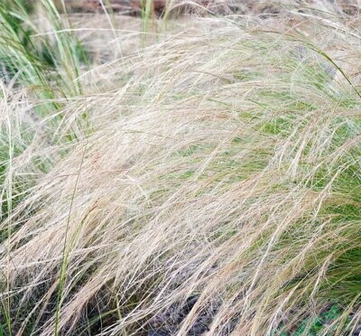 Stipa Tenuissima 'Ponytails' Stipa Tenuissima 'Ponytails'