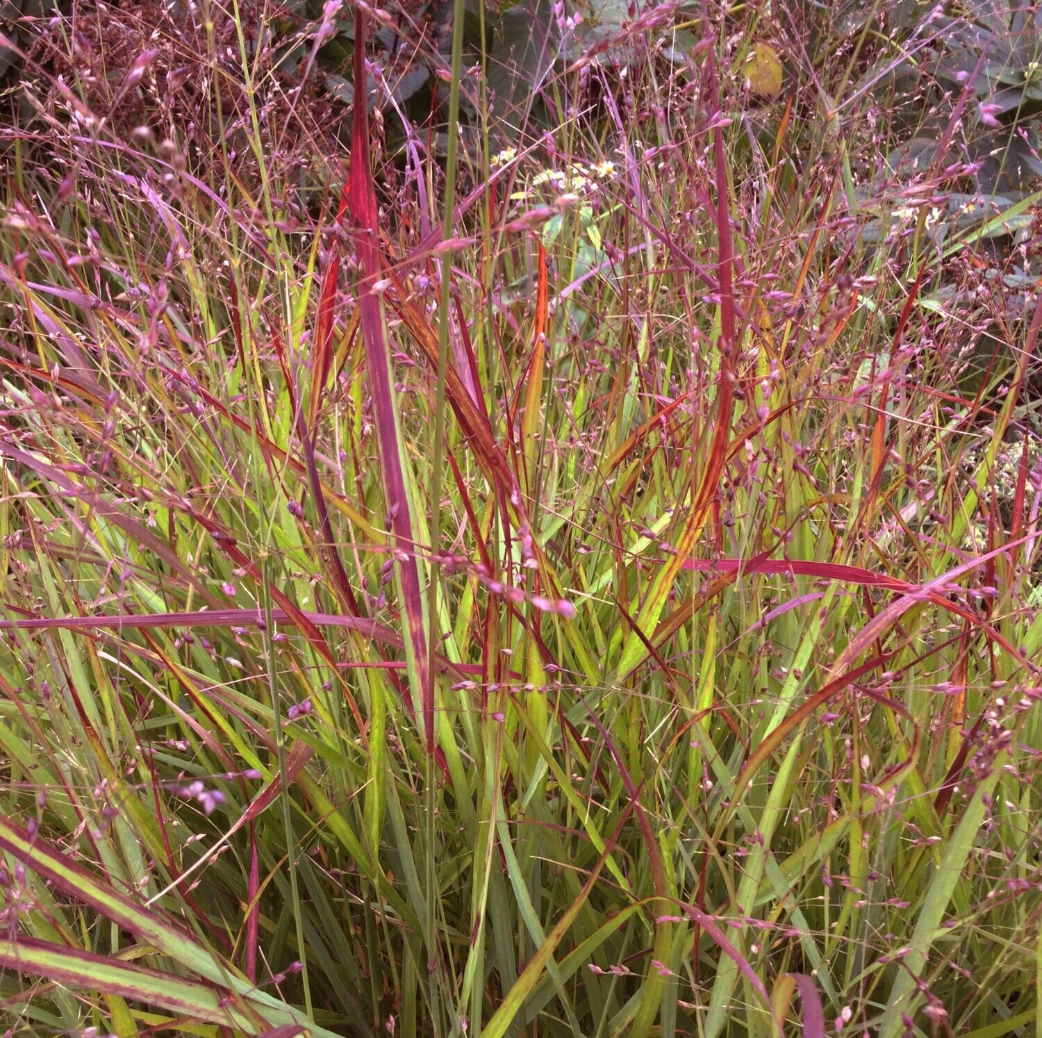 Panicum 'Shenandoah' Panicum 'Shenandoah'