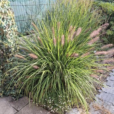 Pennisetum alopecuroides 'Red head'