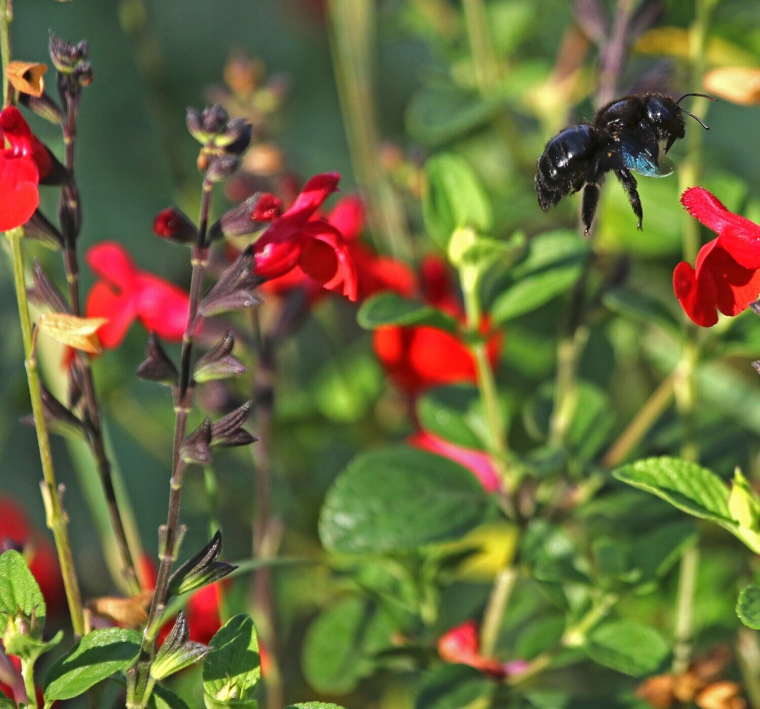 Salvia 'Royal Bumble'