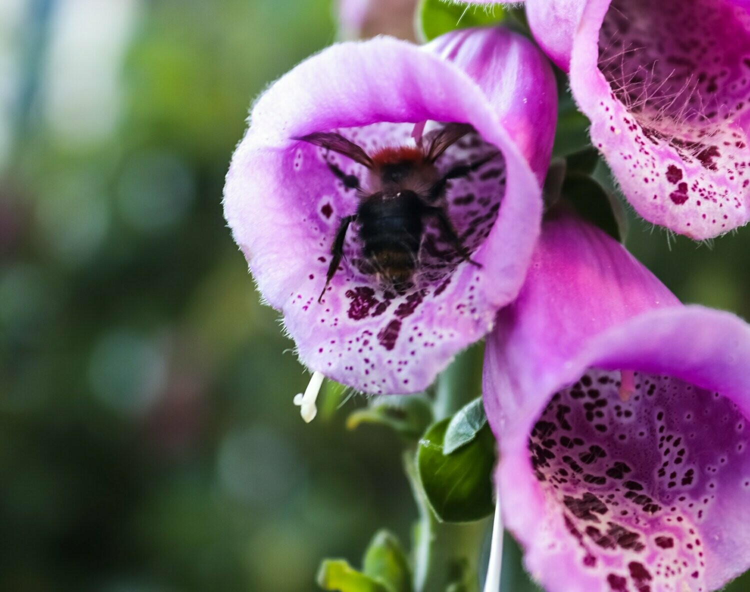 Digitalis 'Elsey Kelsey' Digitalis 'Elsey Kelsey'