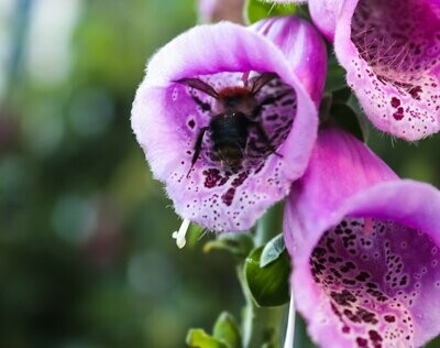 Digitalis 'Elsey Kelsey' Digitalis 'Elsey Kelsey'