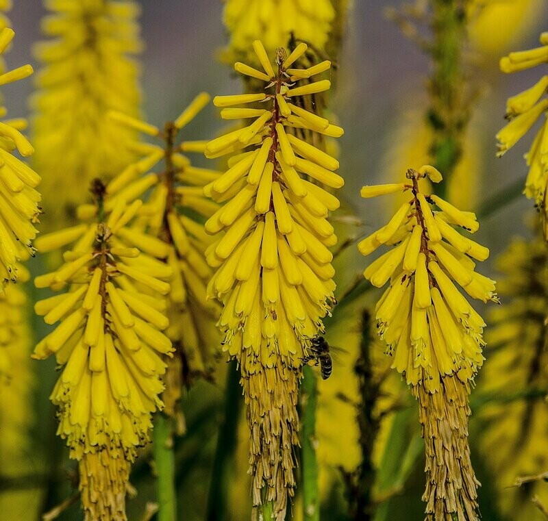 Kniphofia 'Lemon popsicle'